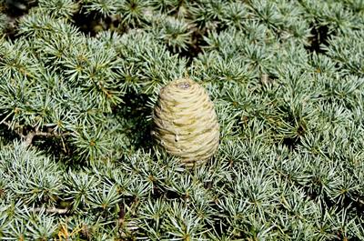 Cedrus libani